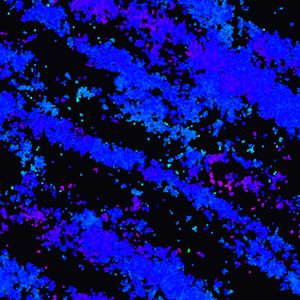 Vicsek Flocking simulation